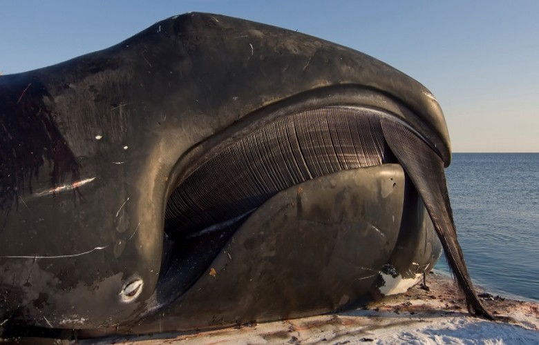 Balena 25 vjet më e vjetër se historia e SHBA-së - Konica.al